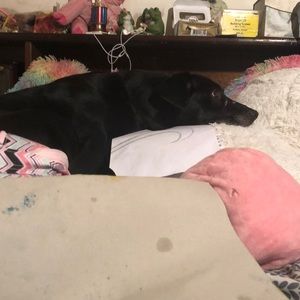 Meet your Posher, Lillian